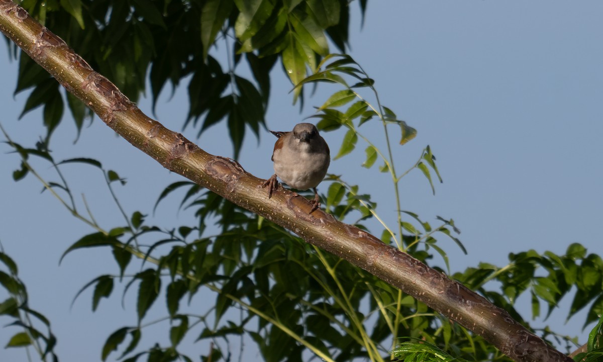 Northern Gray-headed Sparrow - ML644125599