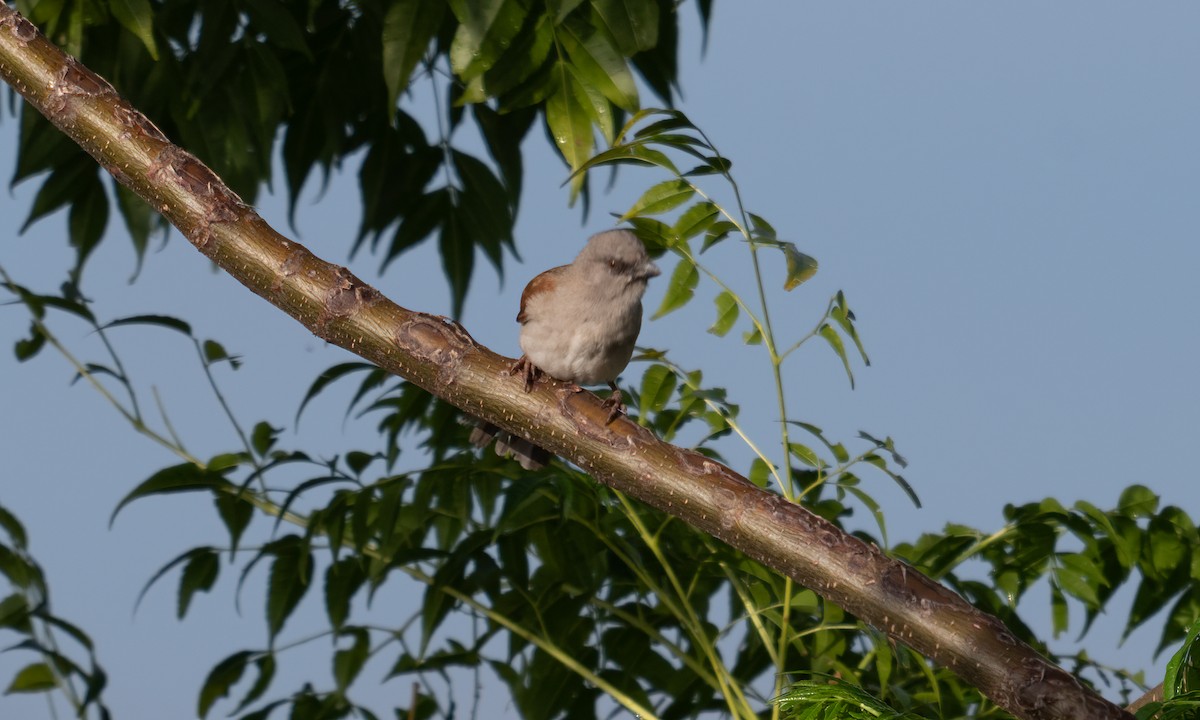 Northern Gray-headed Sparrow - ML644125600