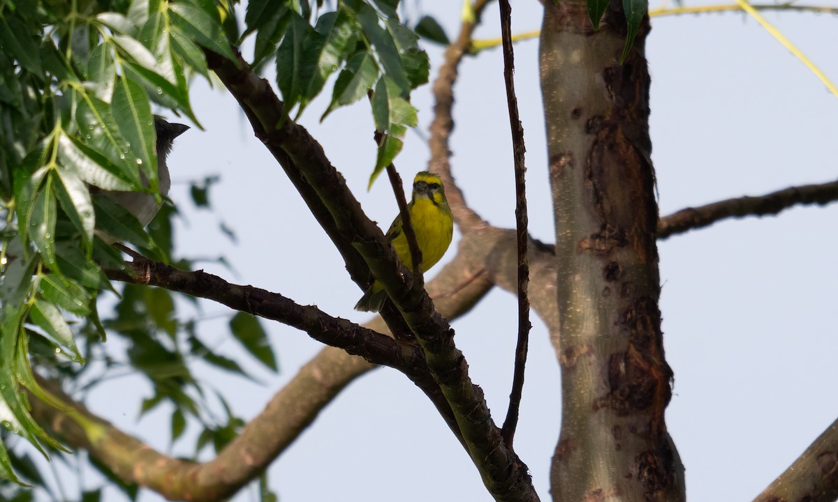 Northern Gray-headed Sparrow - ML644125606