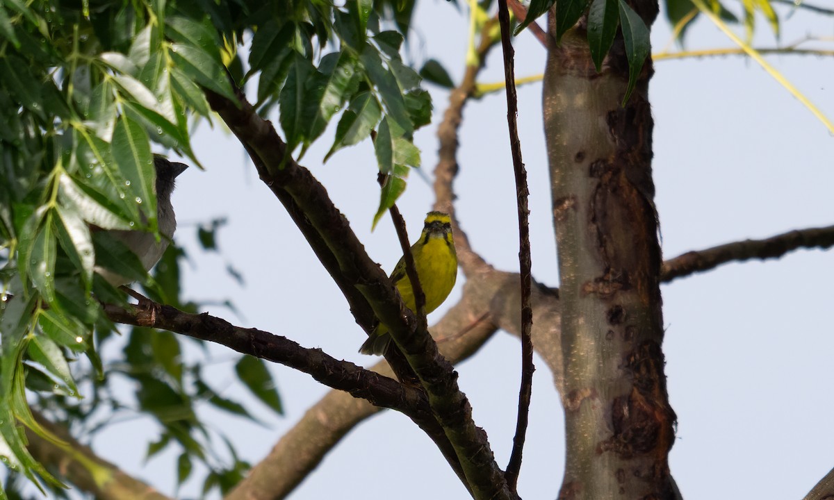 Northern Gray-headed Sparrow - ML644125607