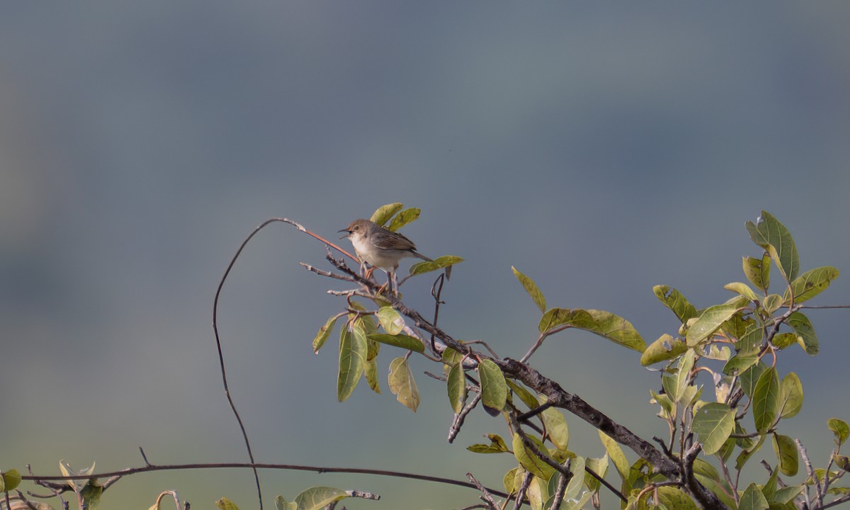 Whistling Cisticola - ML644125623