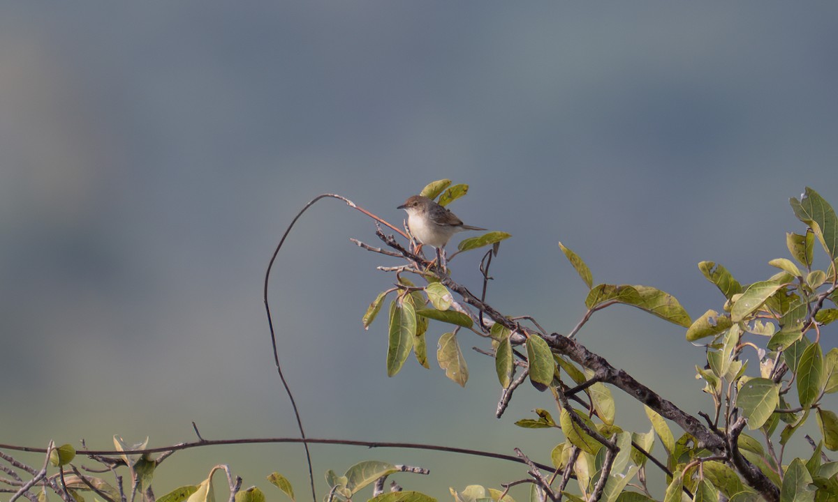 Whistling Cisticola - ML644125624