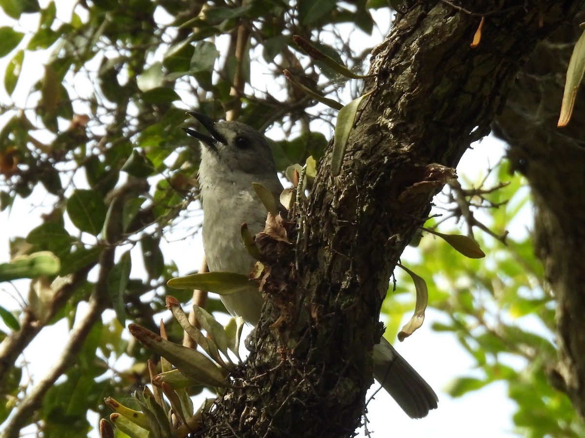 Gray Shrikethrush - ML644125626