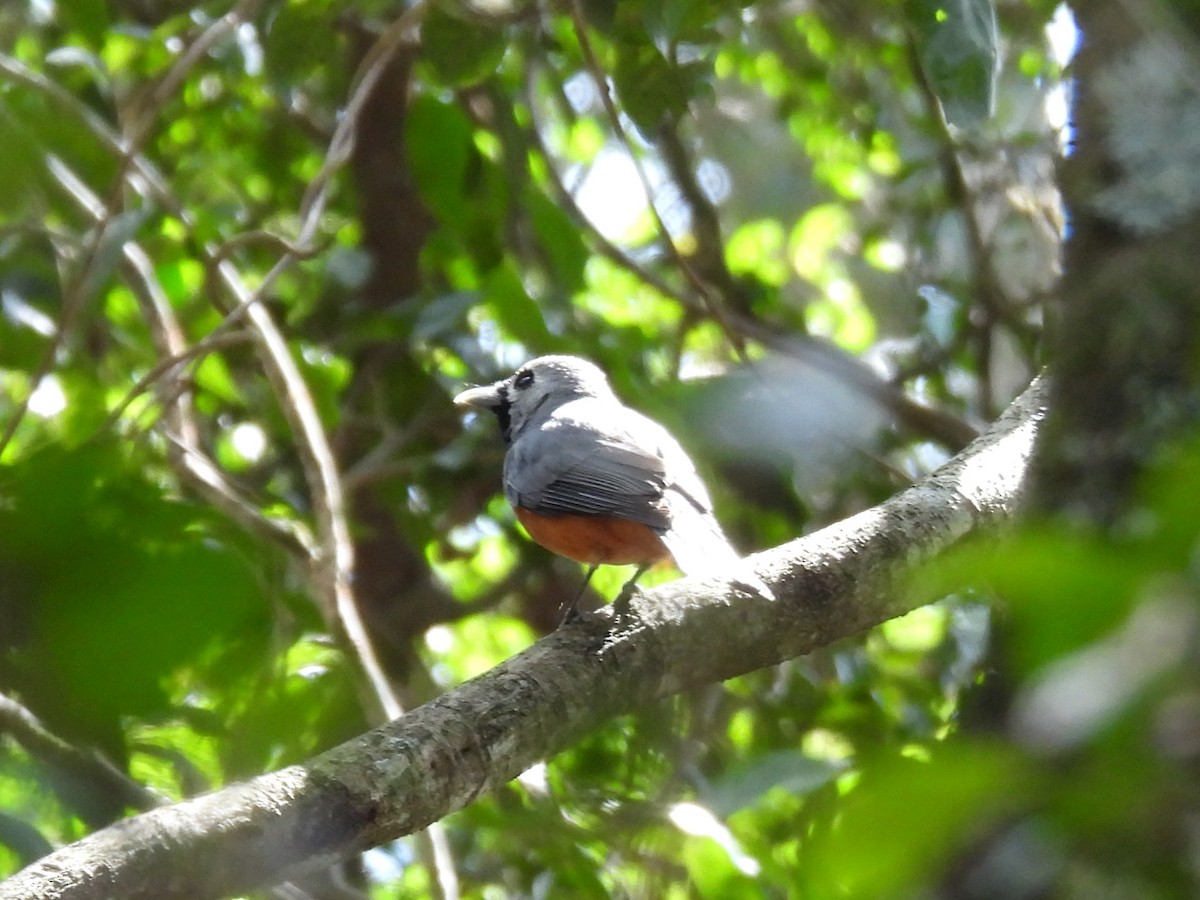 Black-faced Monarch - ML644125635