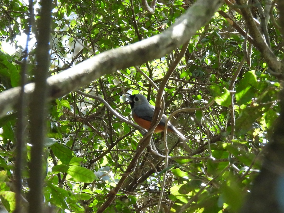 Black-faced Monarch - ML644125636