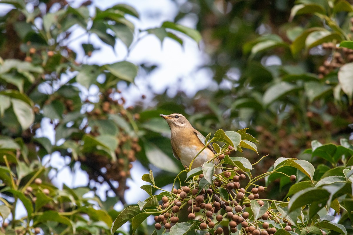 Халиун хөөндэй - ML644125638