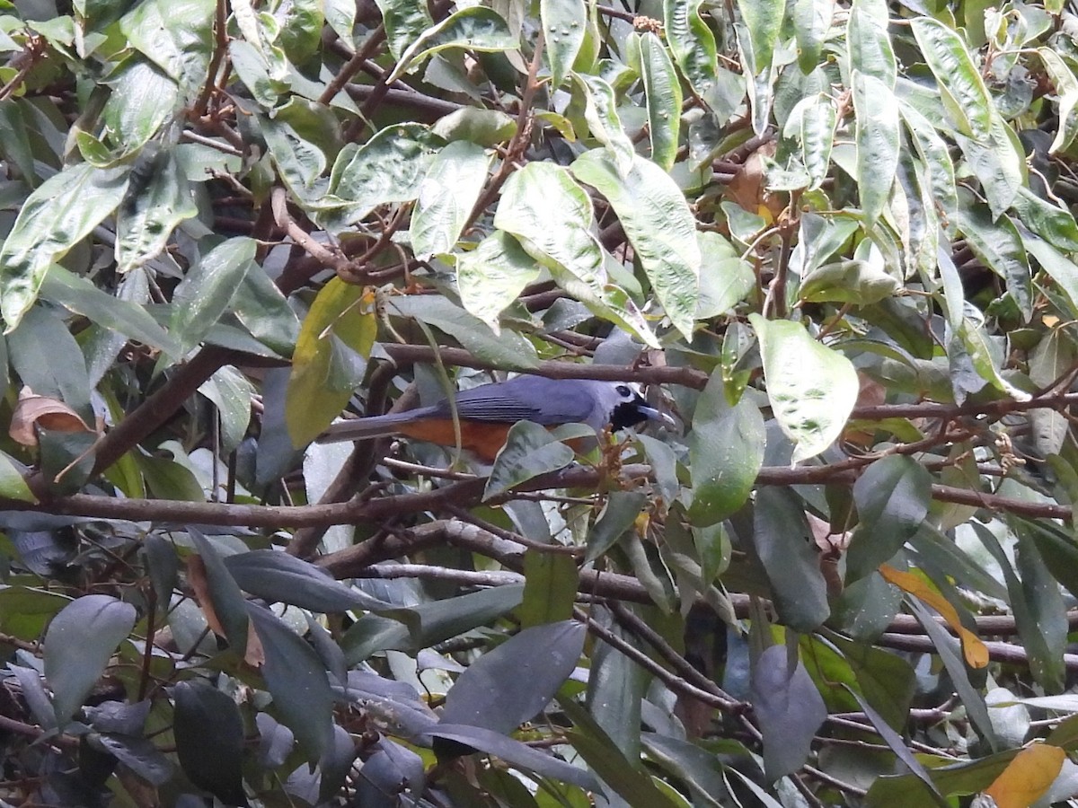 Black-faced Monarch - ML644125640