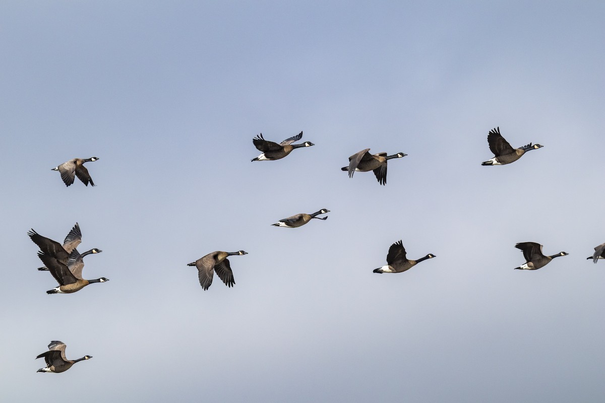 Canada Goose - ML644125641