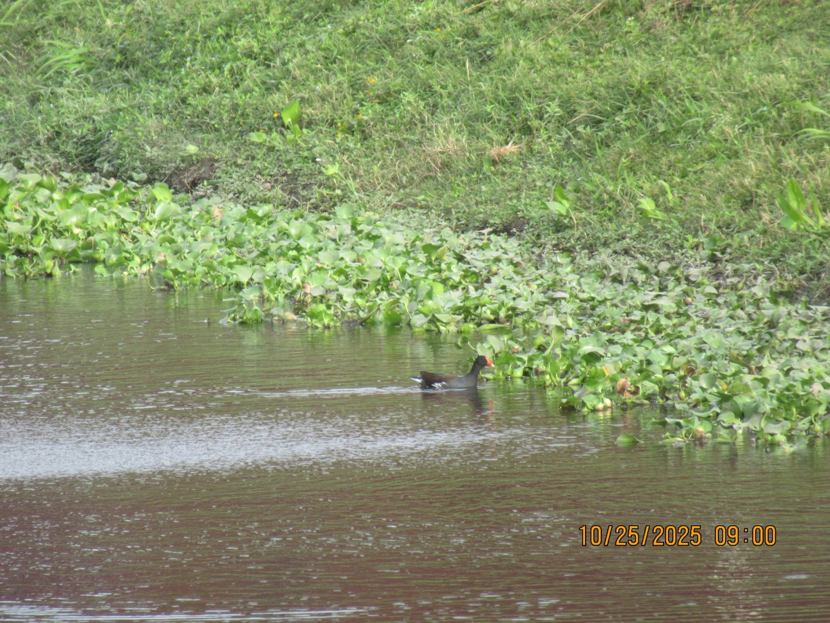 Gallinule d'Amérique - ML644125644
