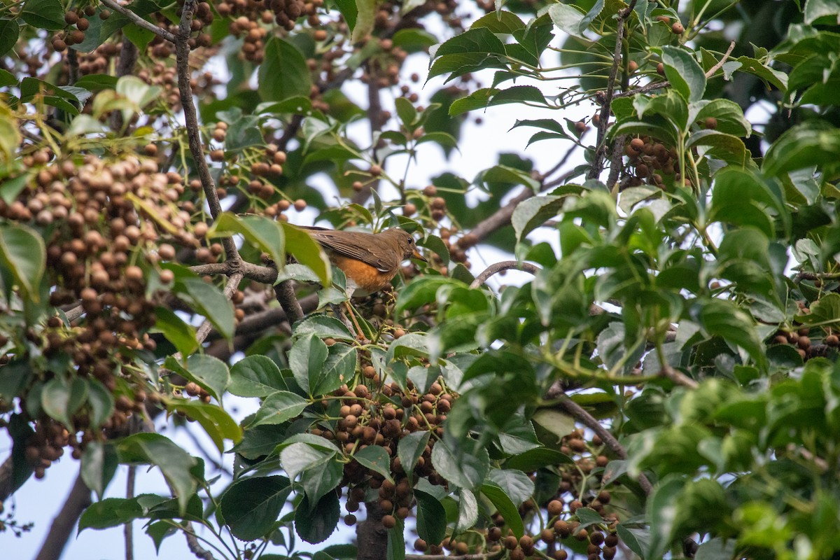 brunhodetrost - ML644125645