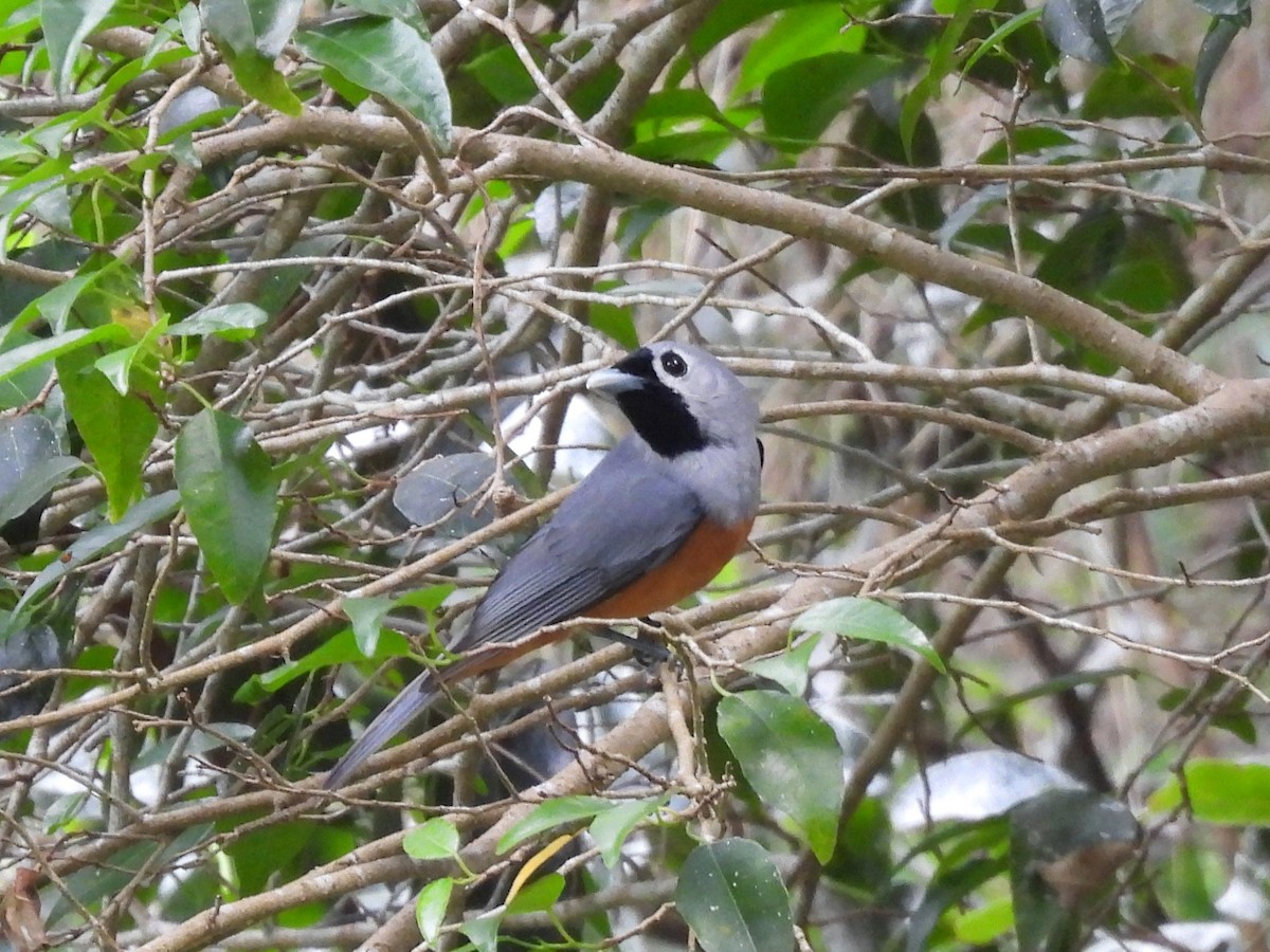 Black-faced Monarch - ML644125646