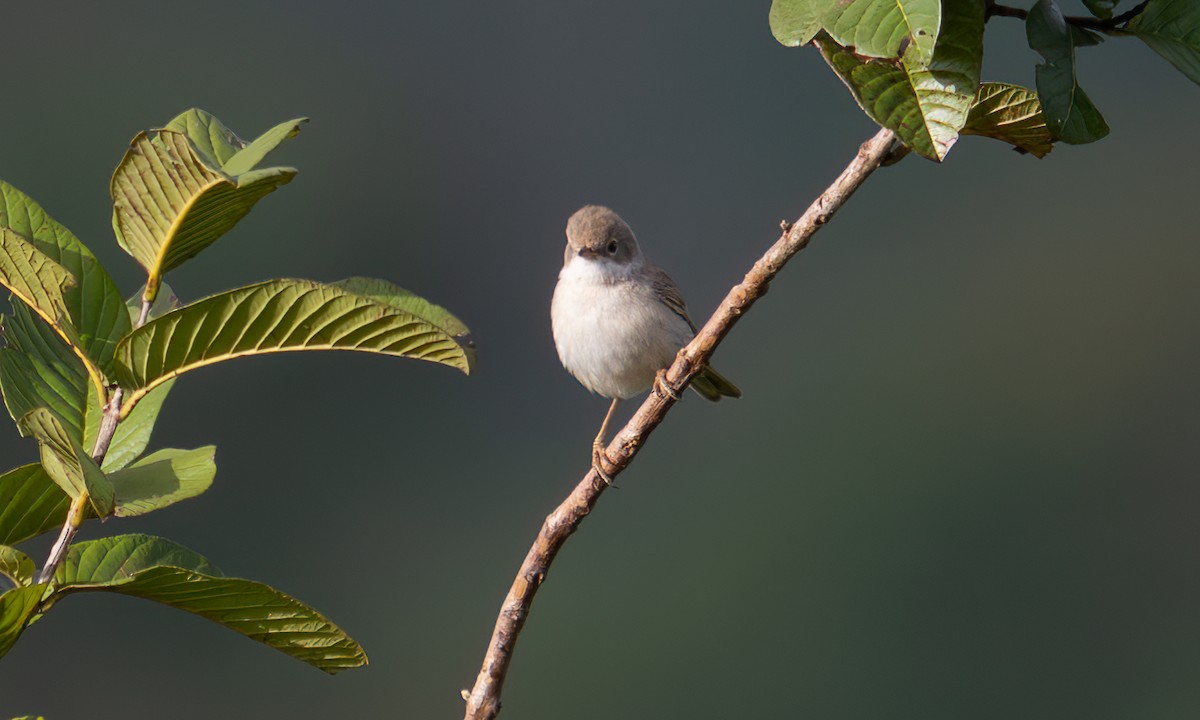 Sterpazzola - ML644125656