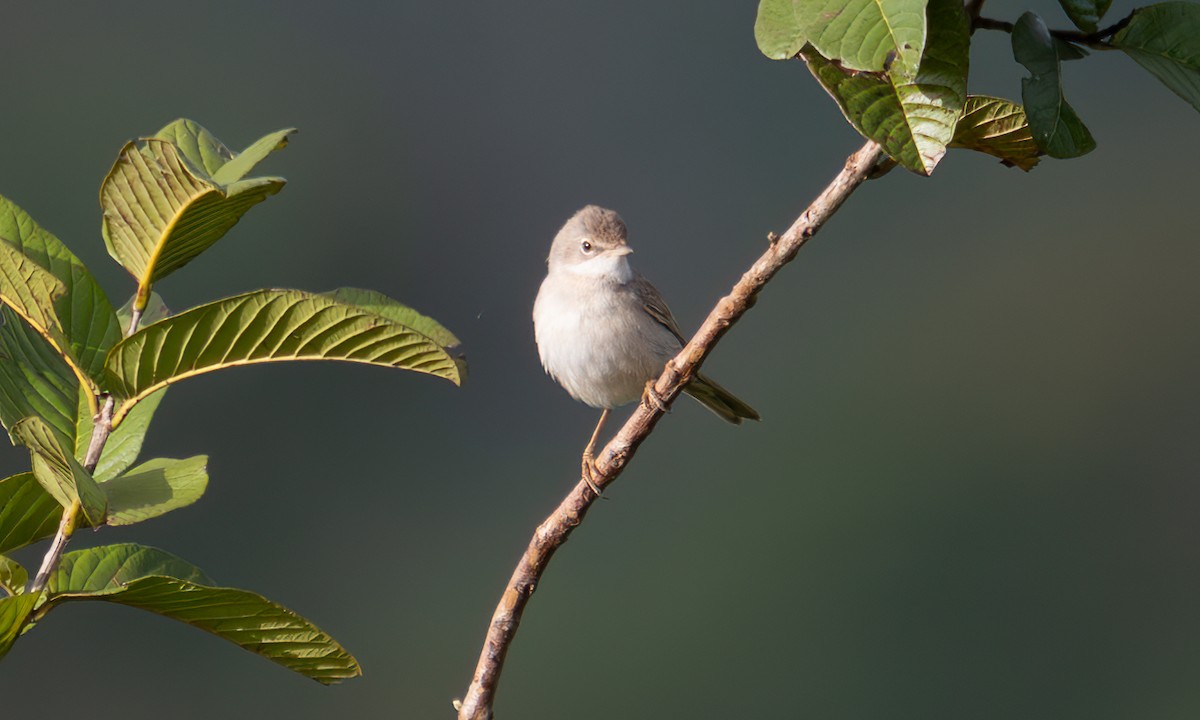 Sterpazzola - ML644125657