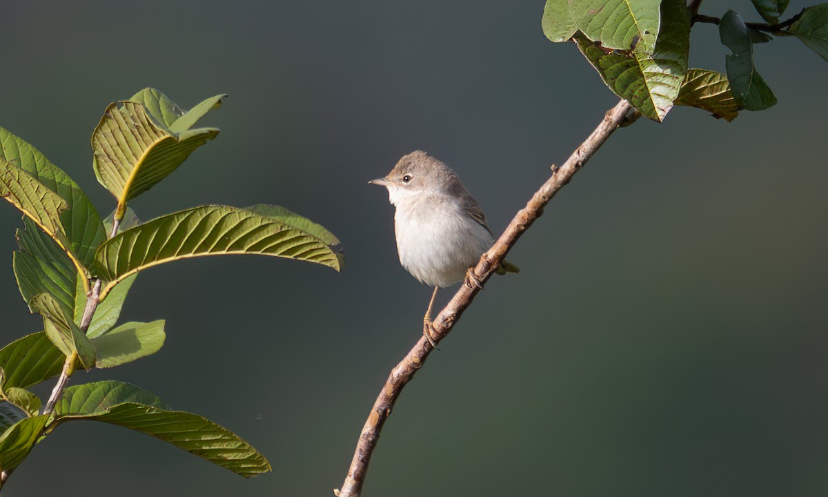 Sterpazzola - ML644125658