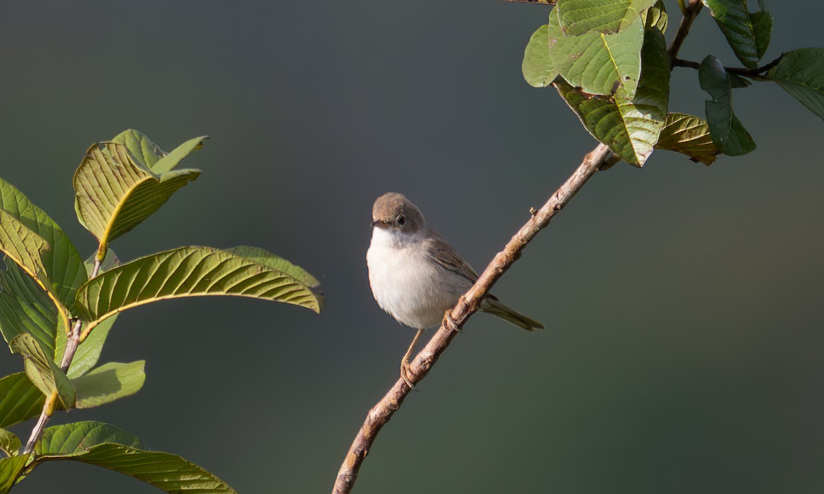 Sterpazzola - ML644125659