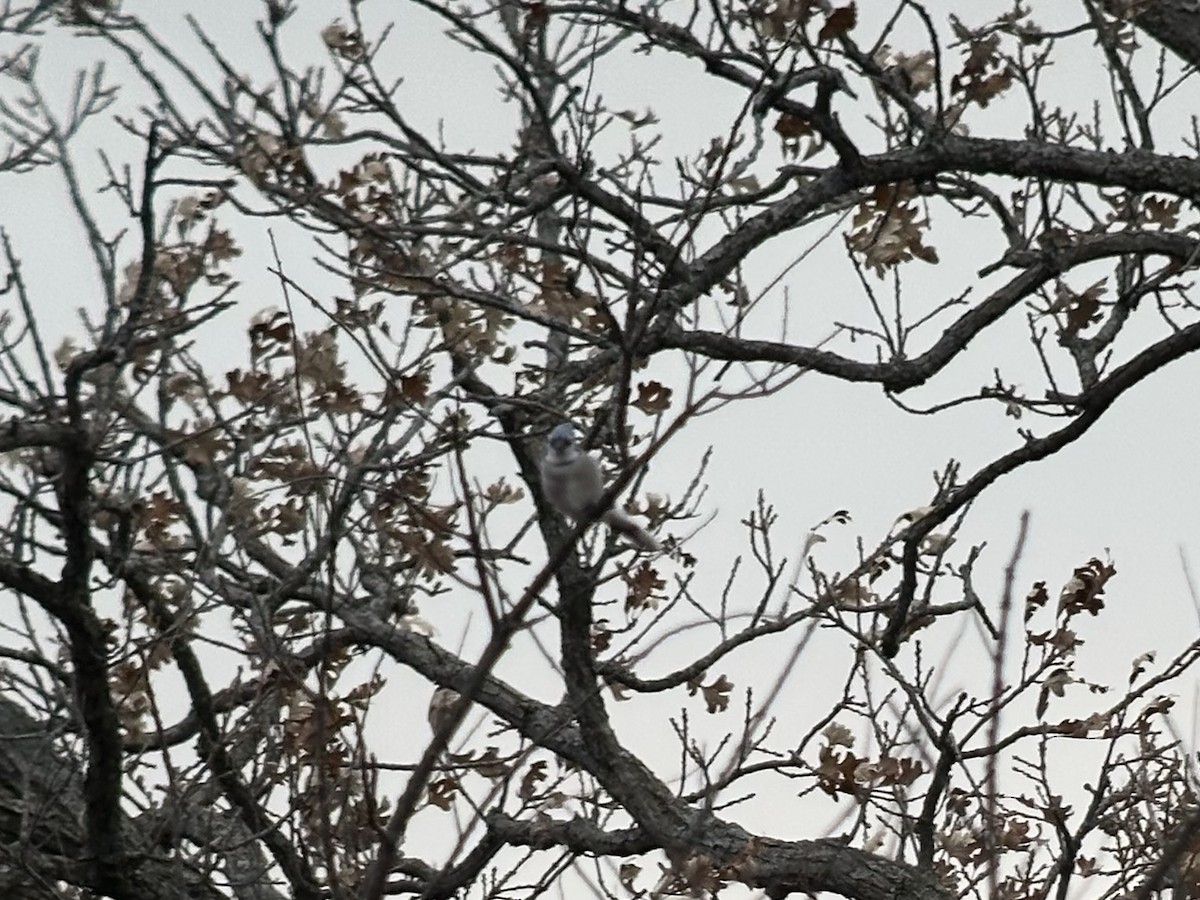 Blue Jay - ML644125661