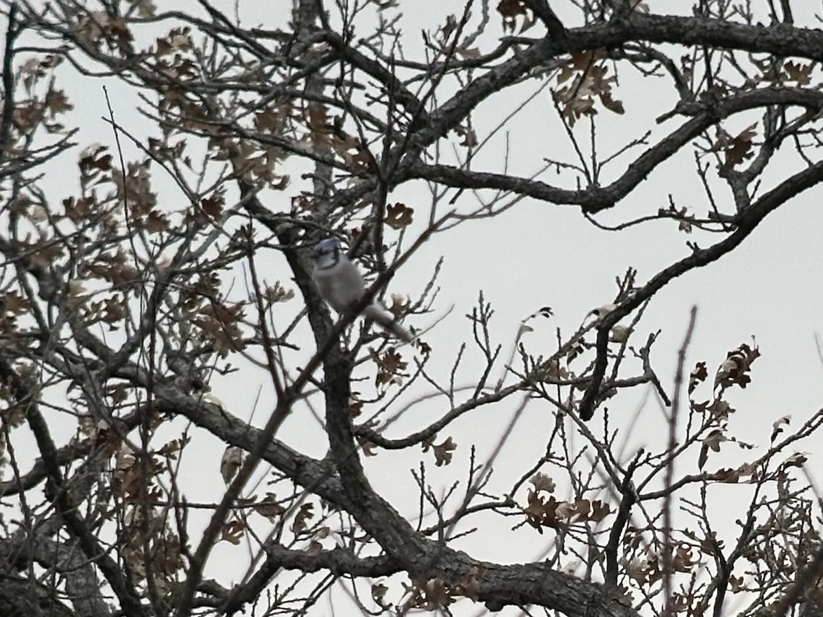 Blue Jay - ML644125662