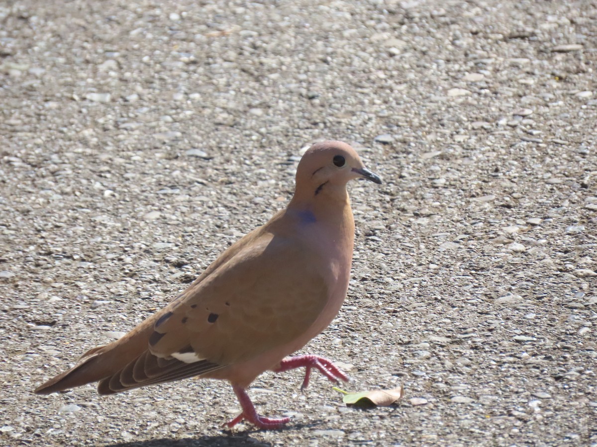 Zenaida Dove - ML644125664
