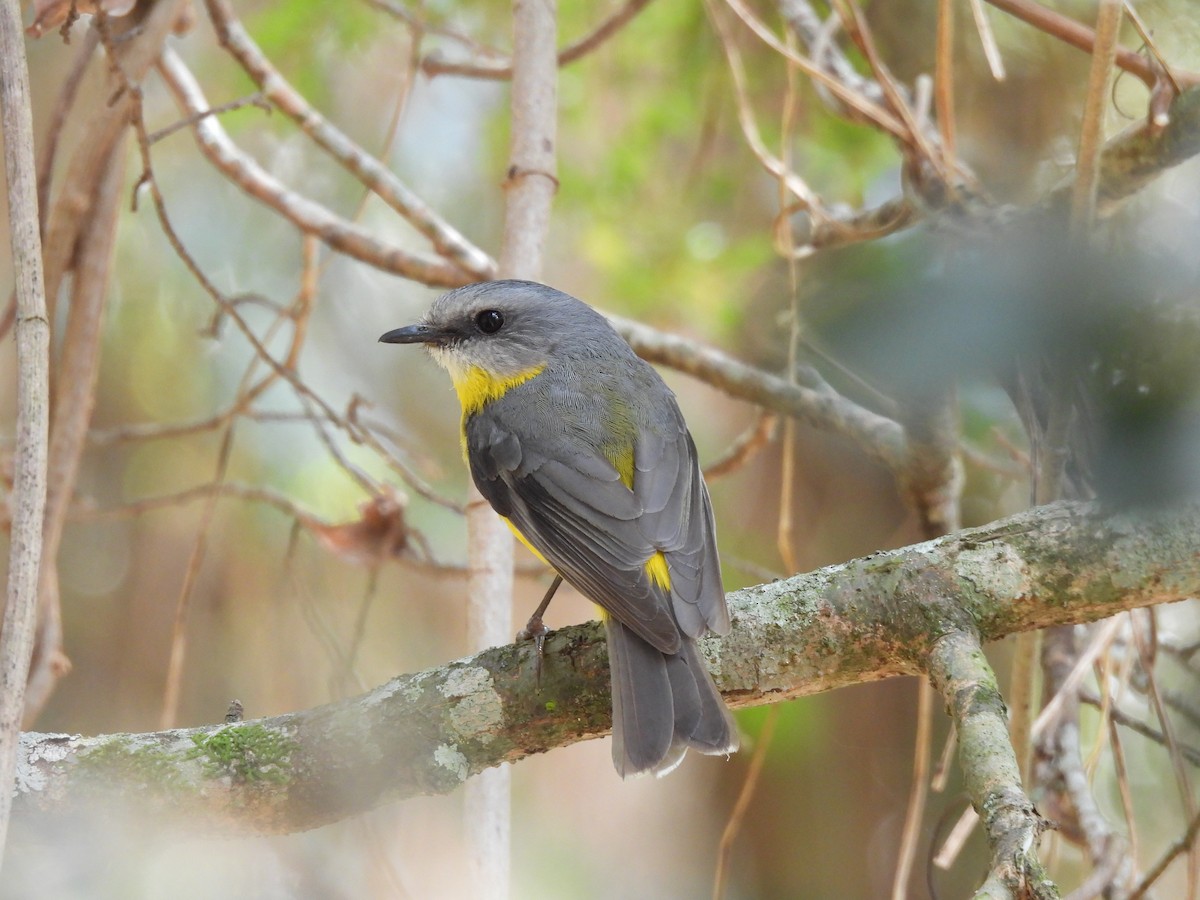 Eastern Yellow Robin - ML644125665