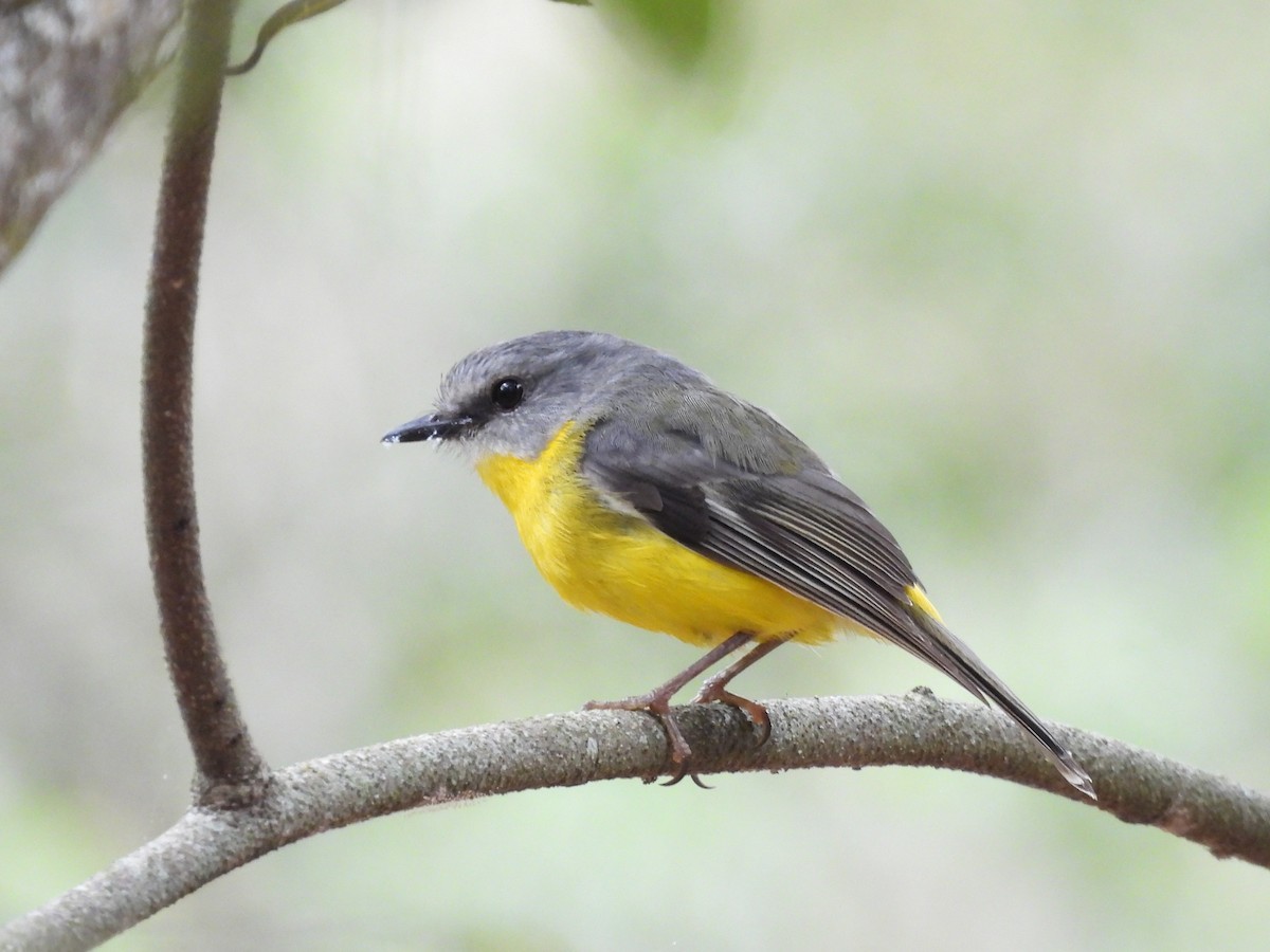Eastern Yellow Robin - ML644125677