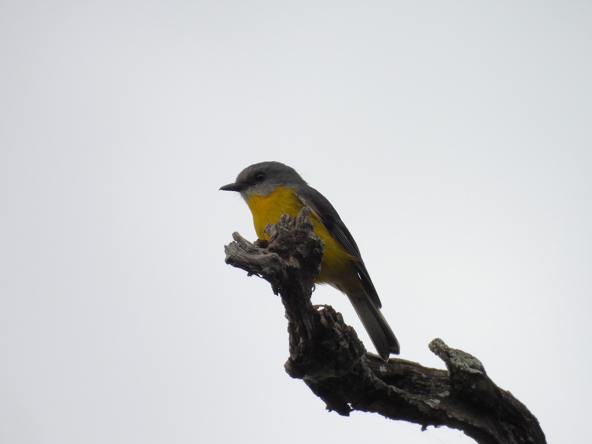 Eastern Yellow Robin - ML644125678