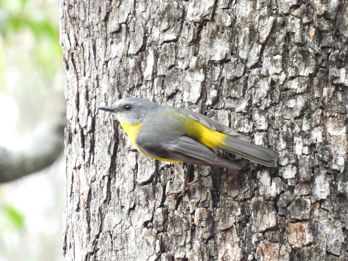 Eastern Yellow Robin - ML644125679