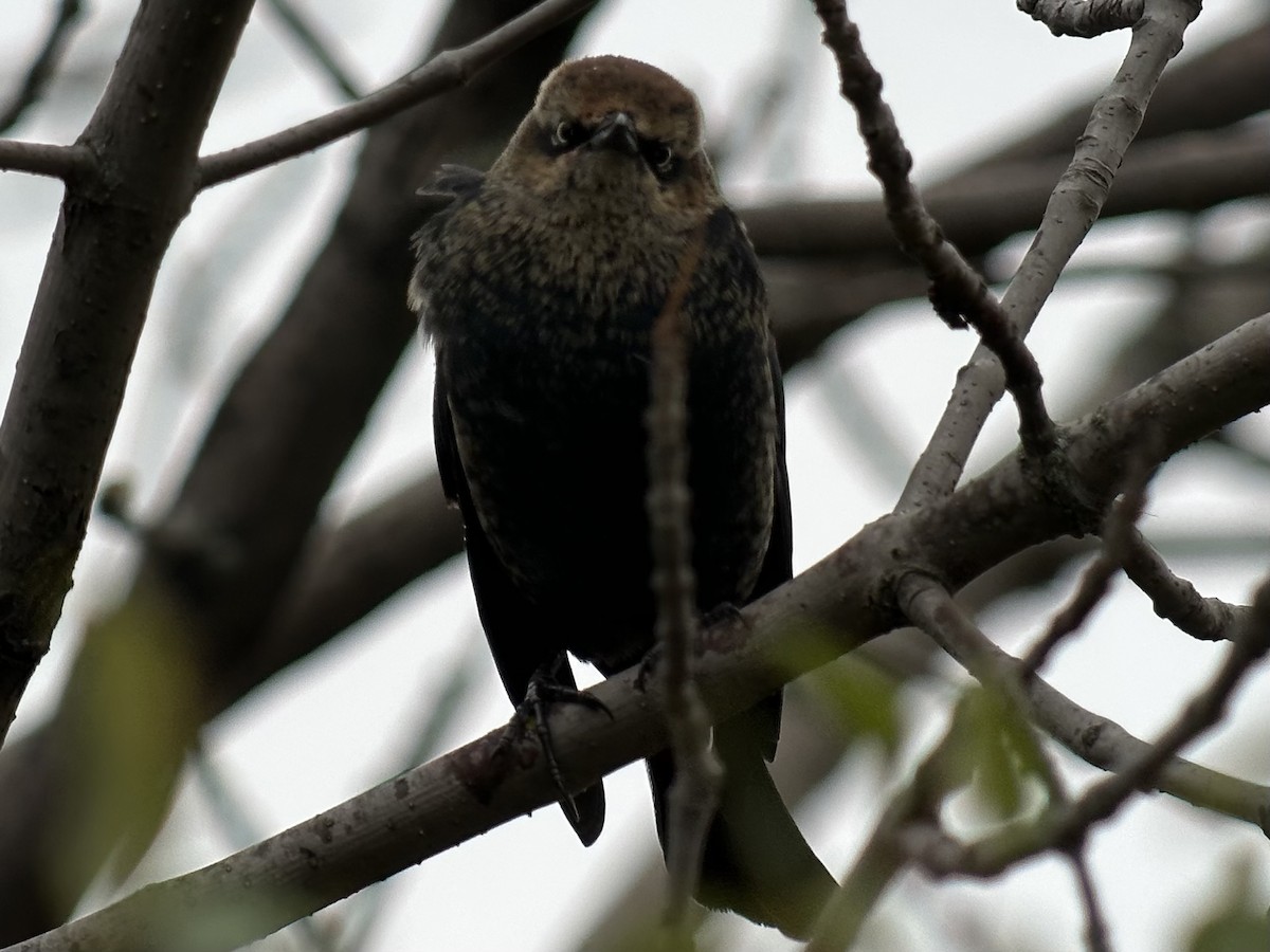 Rusty Blackbird - ML644125691