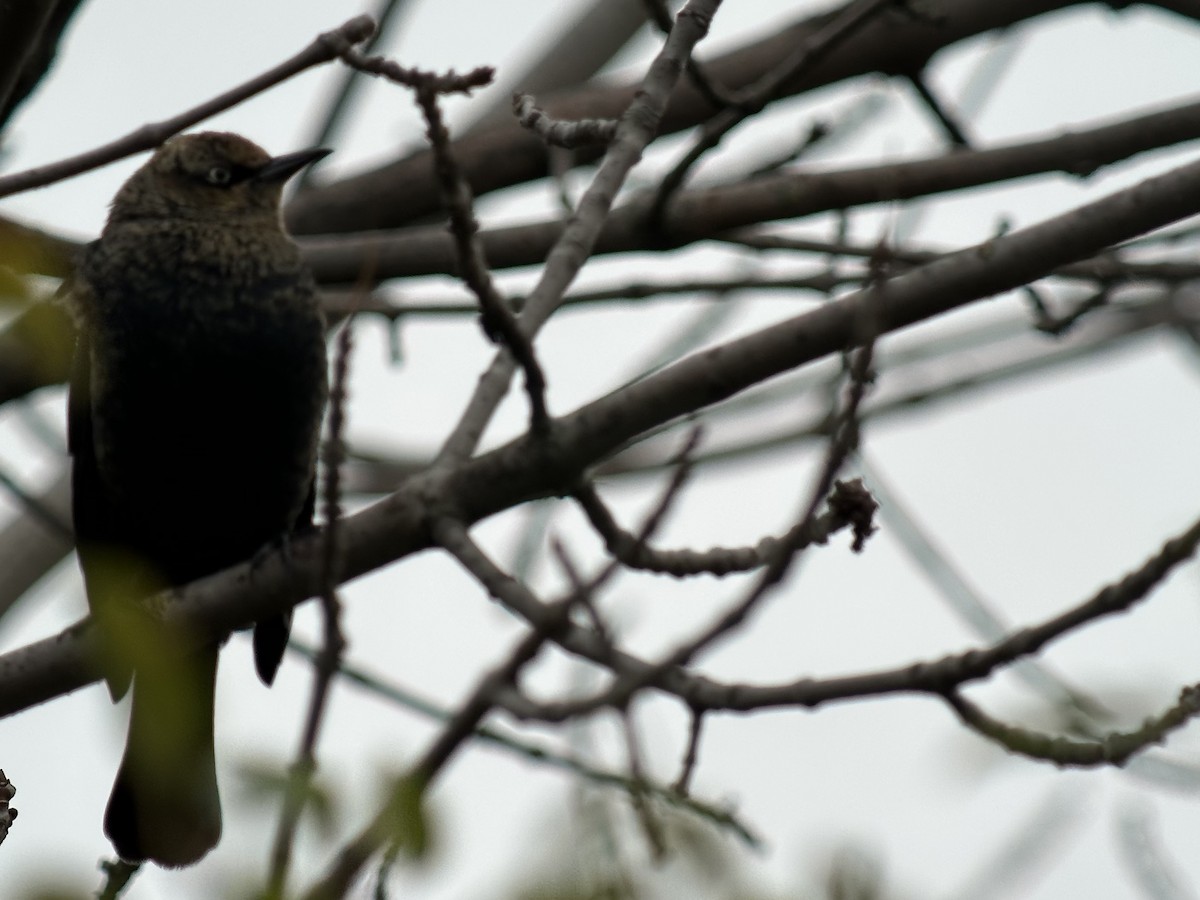 Rusty Blackbird - ML644125692