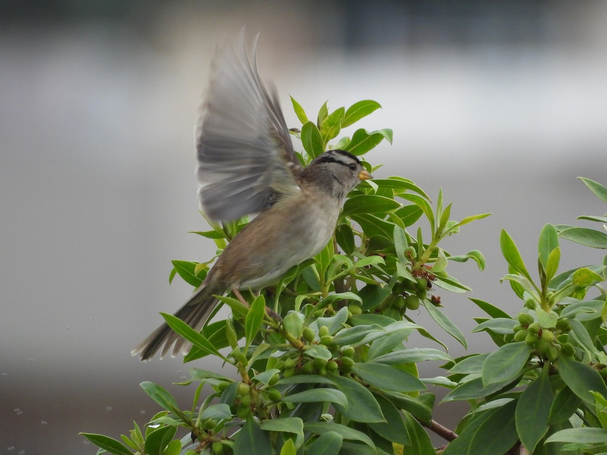 White-crowned Sparrow - ML644125693
