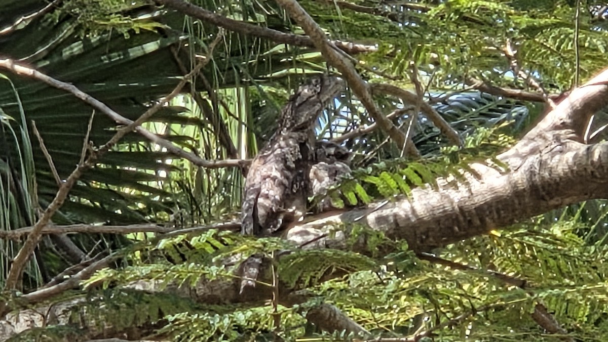 Papuan Frogmouth - ML644125709