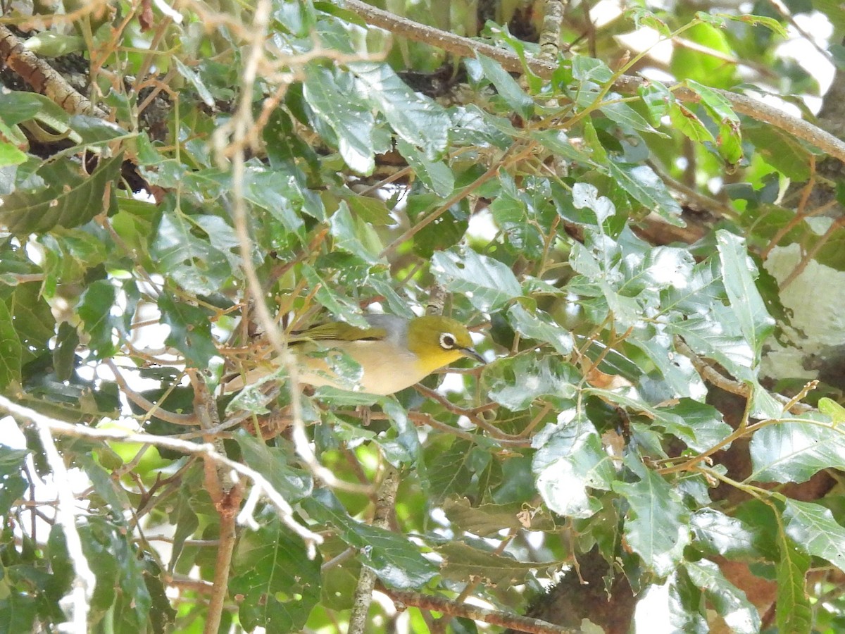 Silvereye - ML644125713