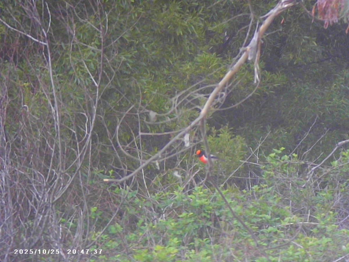 Red-capped Robin - ML644125717