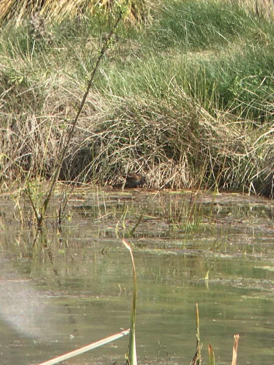 Baillon's Crake - ML644125720