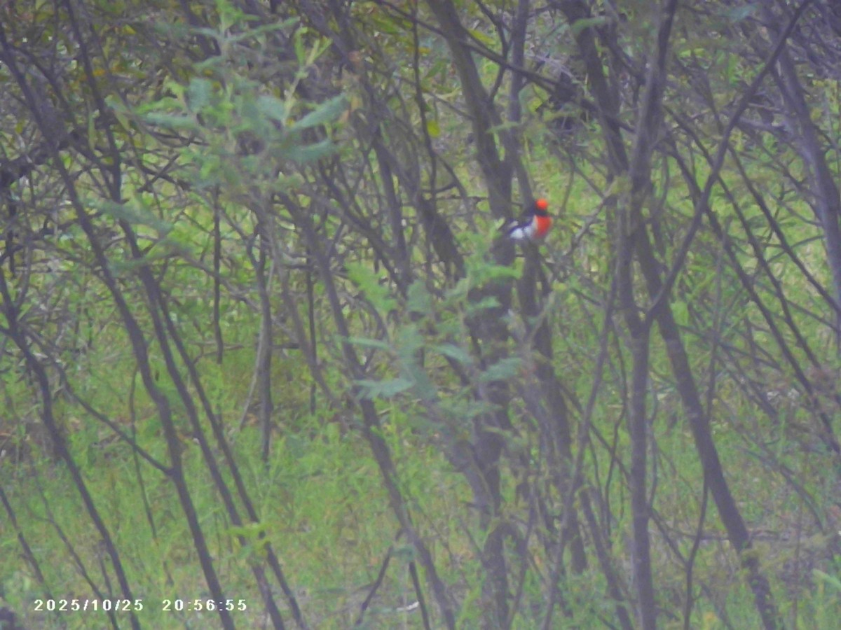 Red-capped Robin - ML644125732