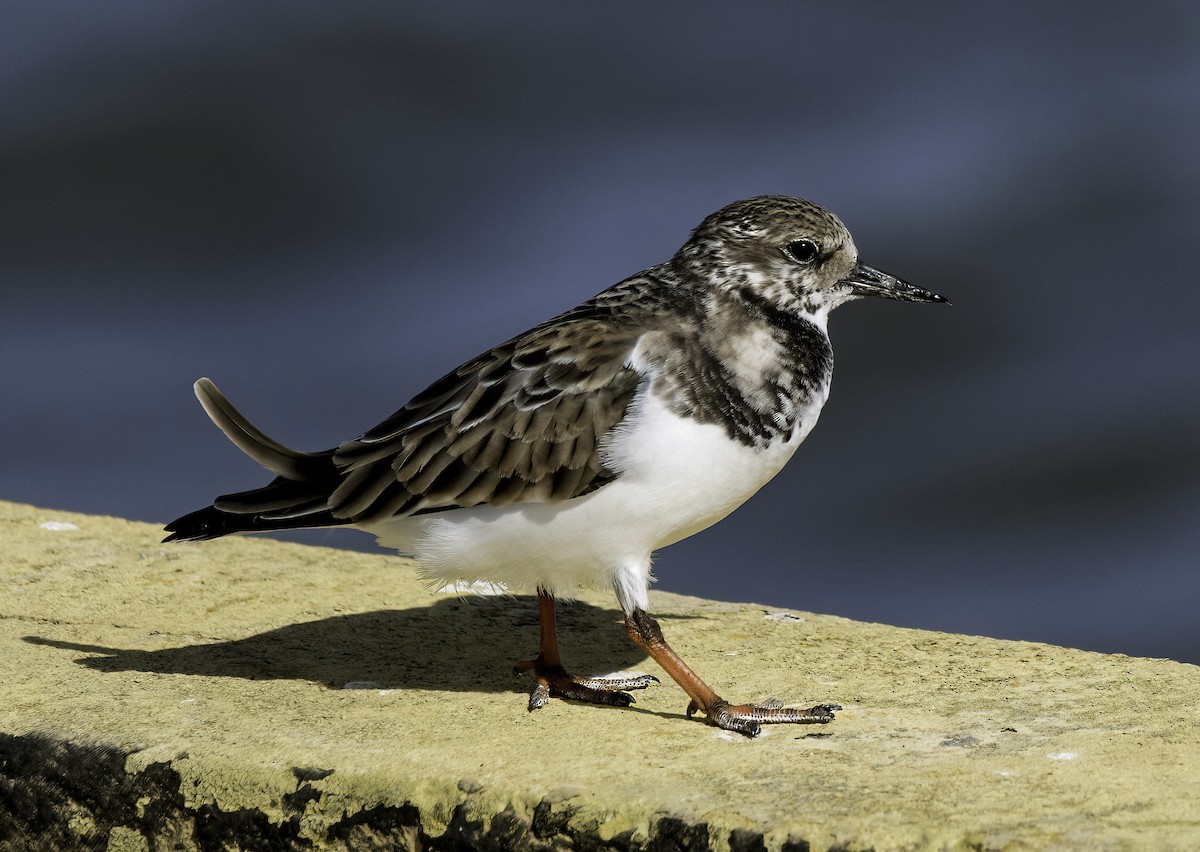 Ruddy Turnstone - ML644125736