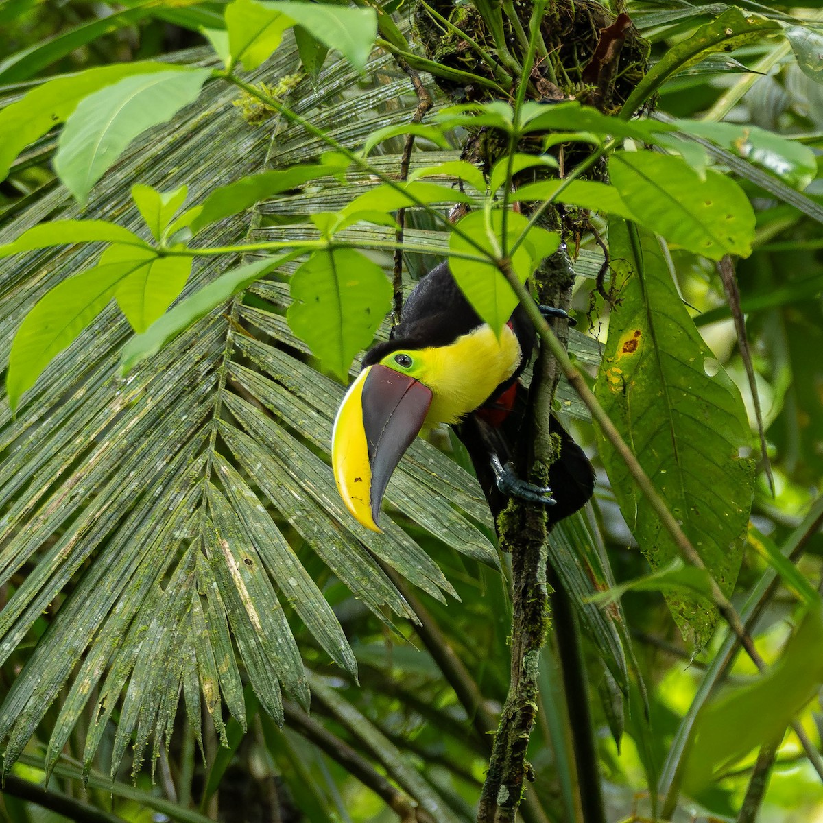 Toucan tocard - ML644125737