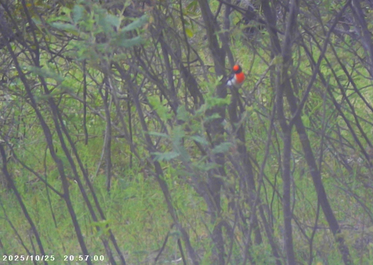 Red-capped Robin - ML644125739