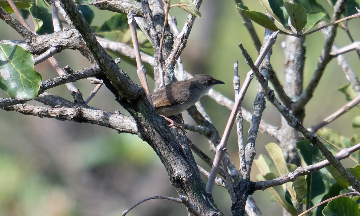 Whistling Cisticola - ML644125741