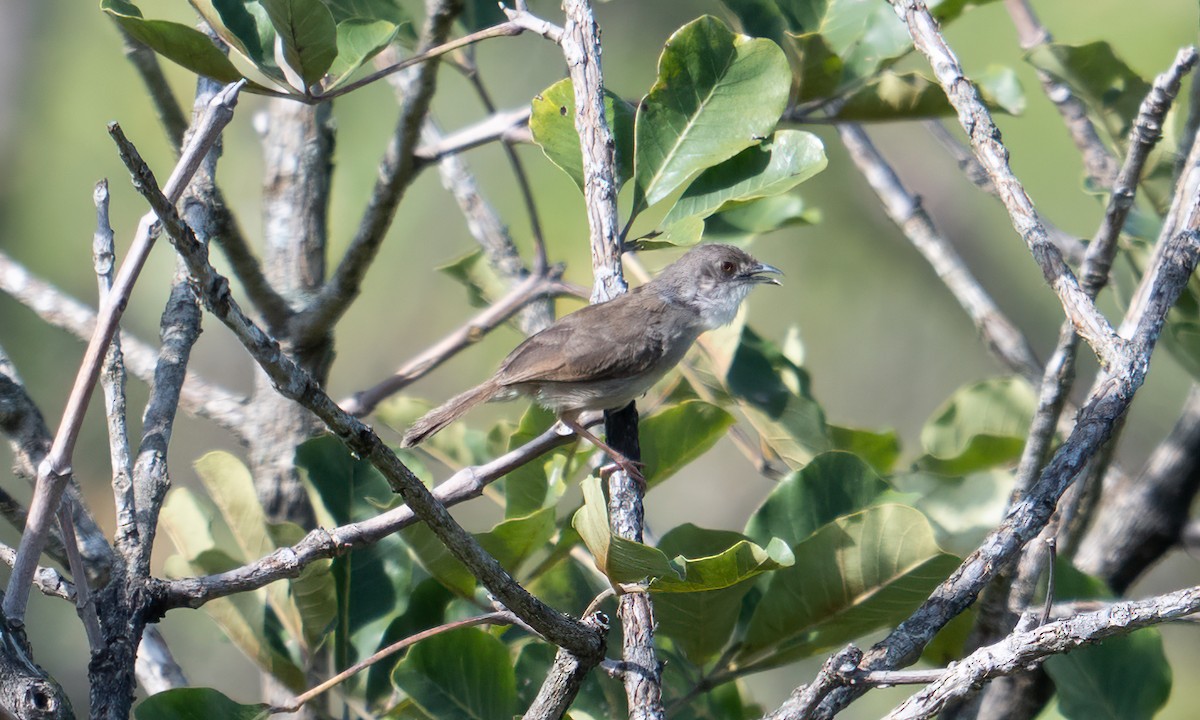 Whistling Cisticola - ML644125742