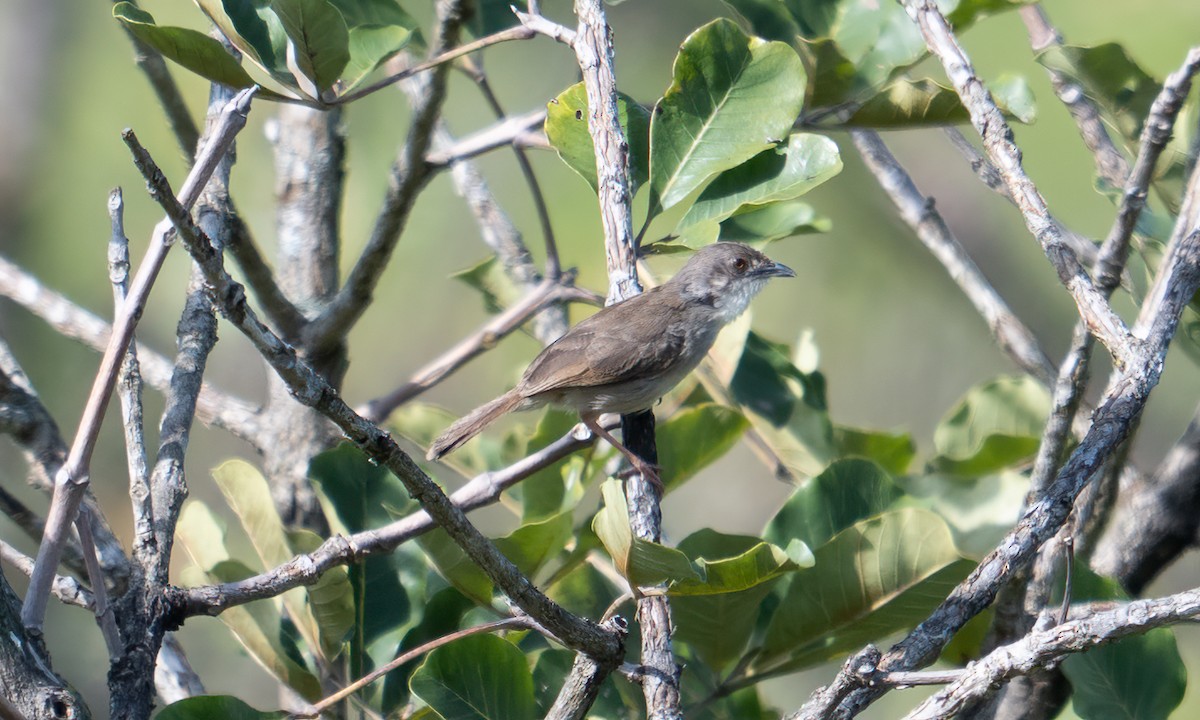 Whistling Cisticola - ML644125743