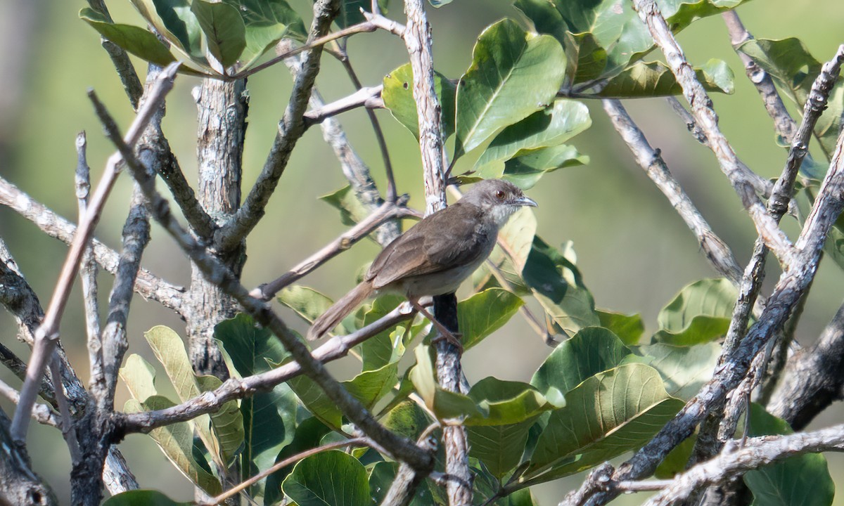 Whistling Cisticola - ML644125744