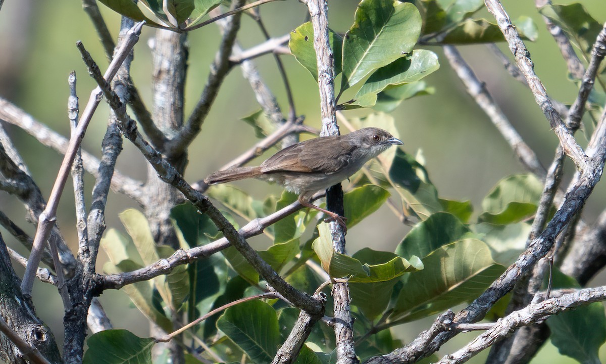 Whistling Cisticola - ML644125745