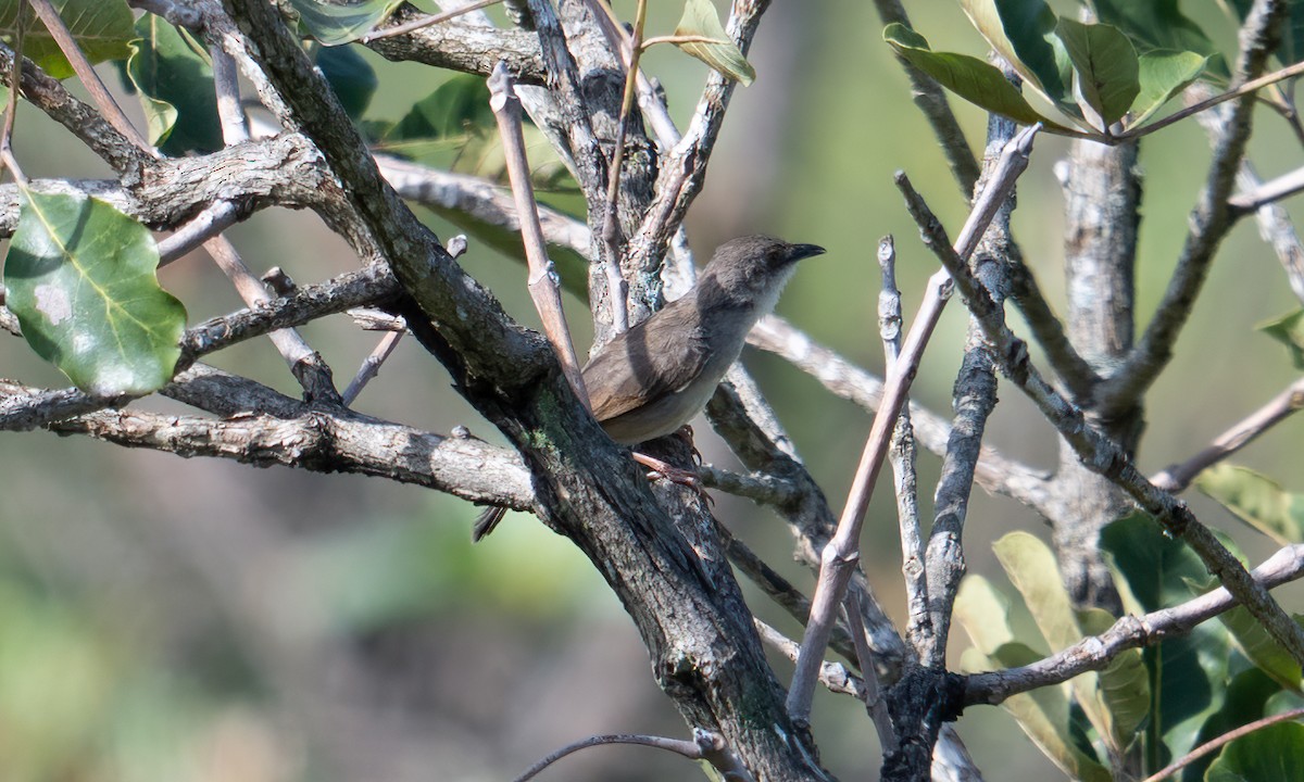 Whistling Cisticola - ML644125746