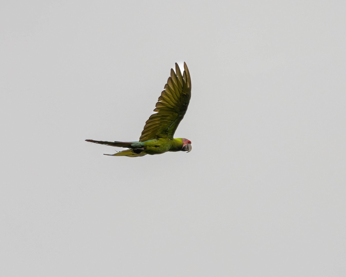 Great Green Macaw - ML644125758