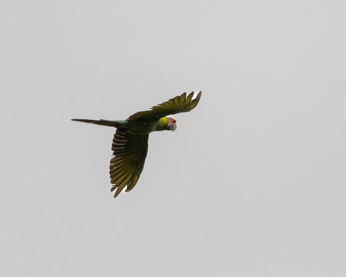 Great Green Macaw - ML644125759