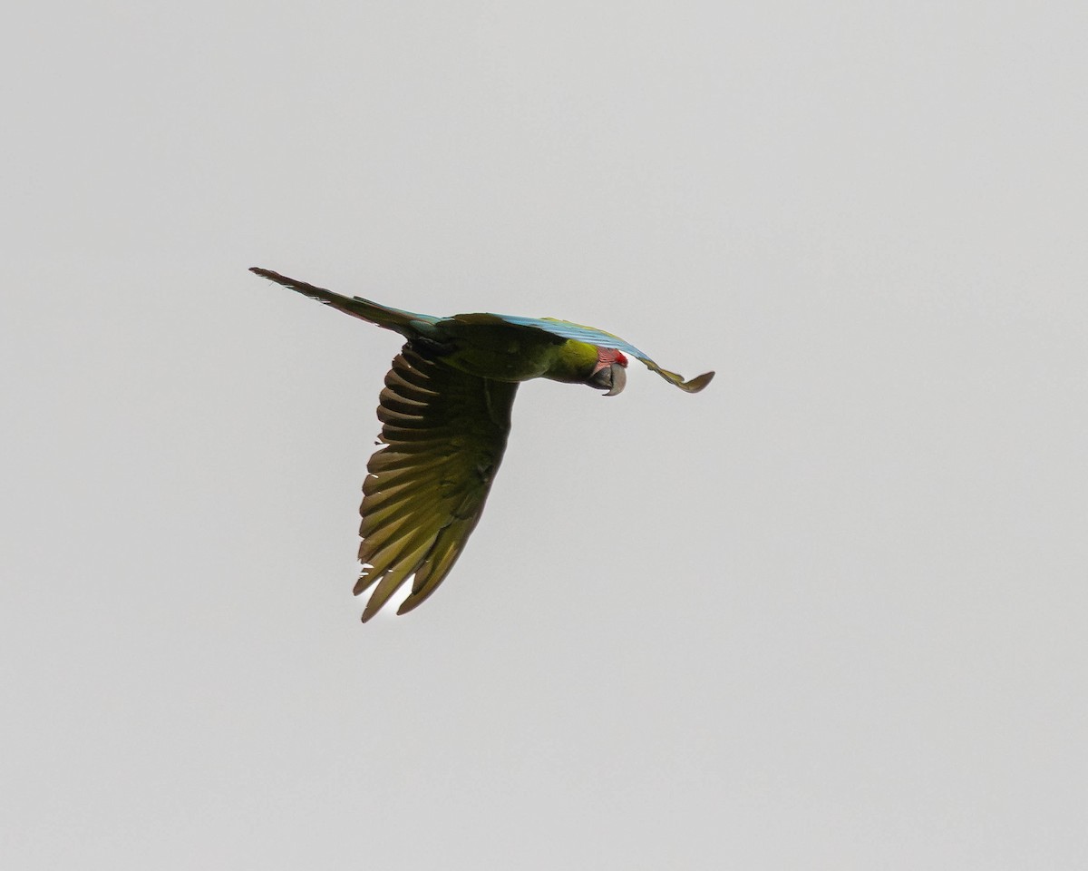 Great Green Macaw - ML644125761