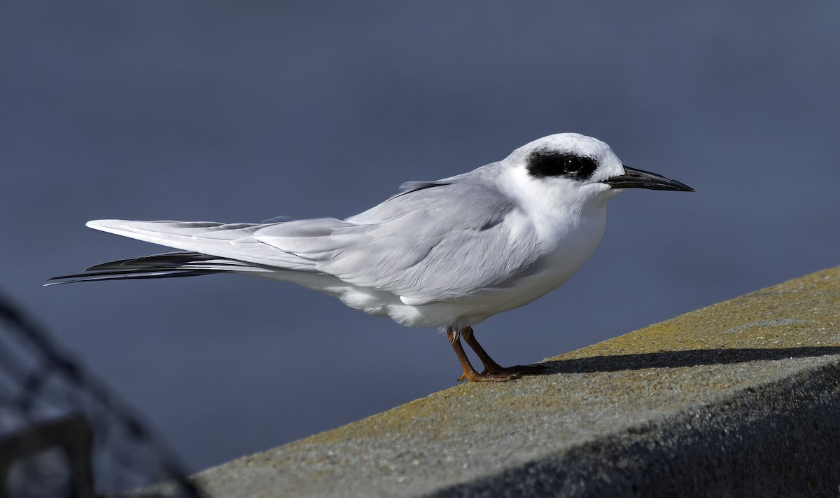 Forster's Tern - ML644125762