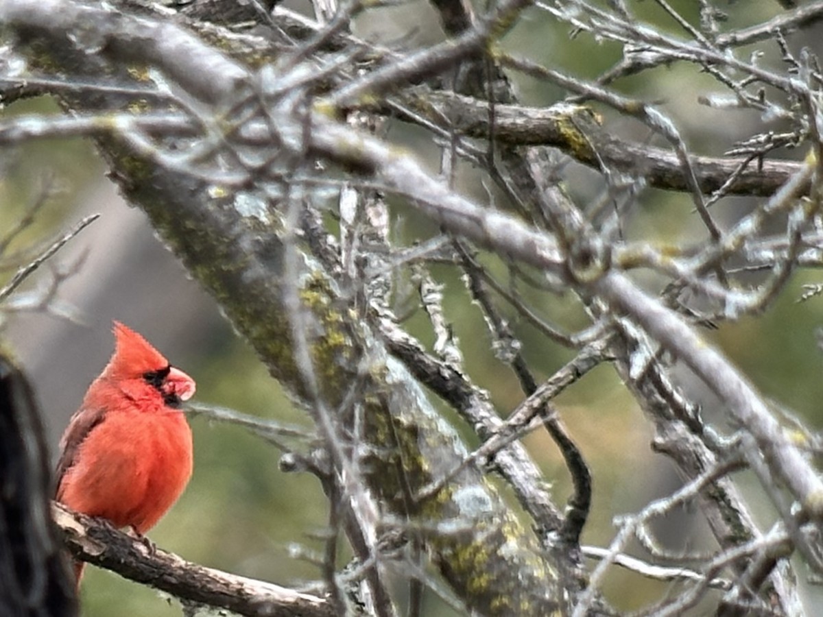 Northern Cardinal - ML644125772