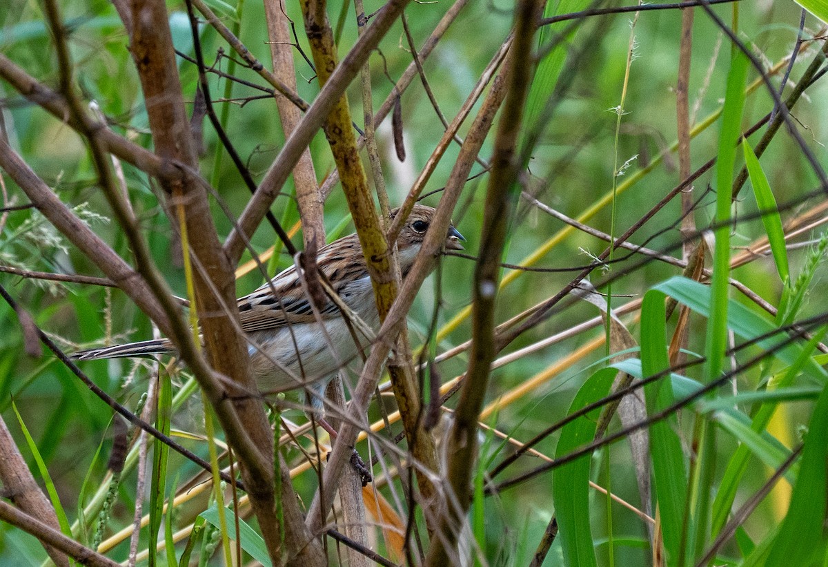 シベリアジュリン - ML644125775