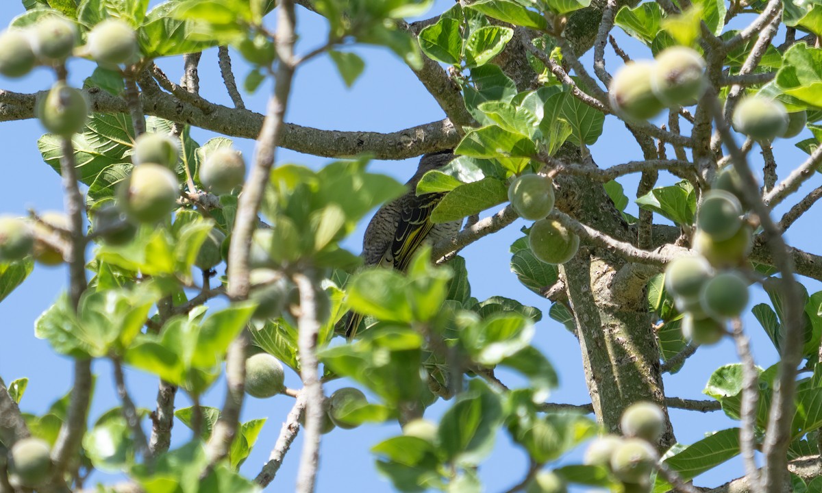 Red-shouldered Cuckooshrike - ML644125777